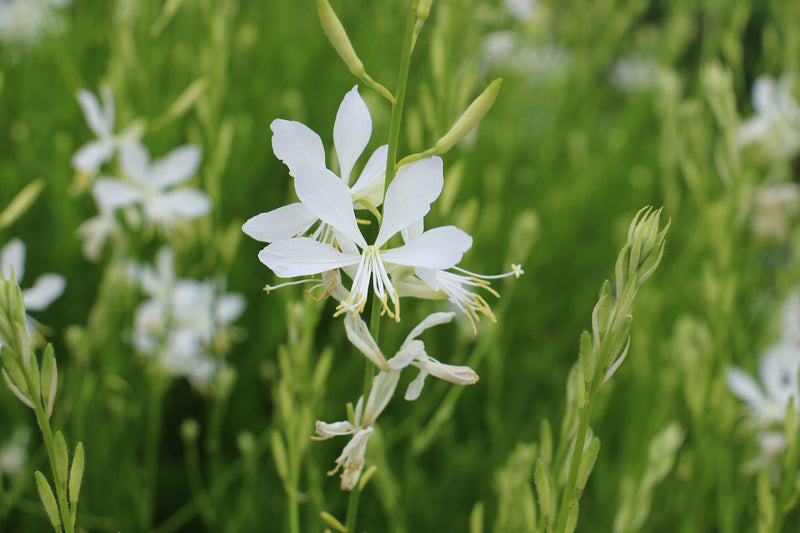 Gaura So White (Gaura lindheimeri)