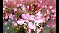 Gaura Variegated Pink (Gaura spp.)