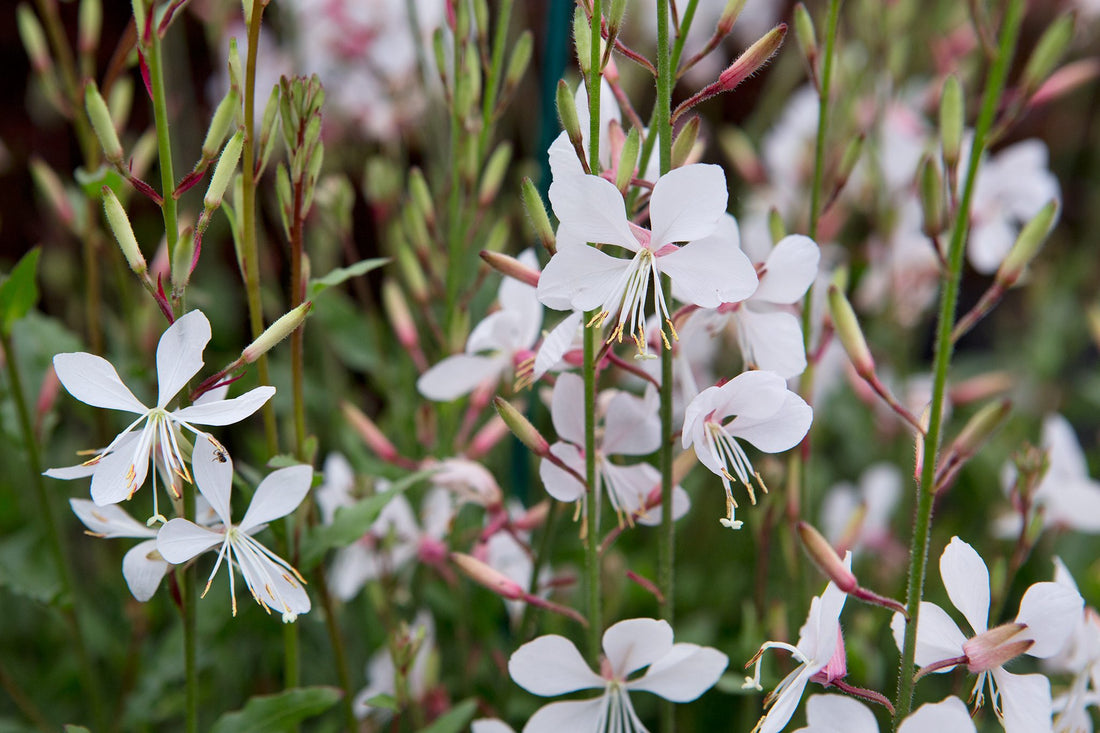Gaura White (Gaura lindheimeri) - Ladybird Nursery