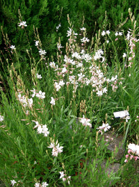 Gaura White (Gaura spp.)