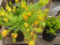 Geebung Gold Lantern (Persoonia) - Ladybird Nursery