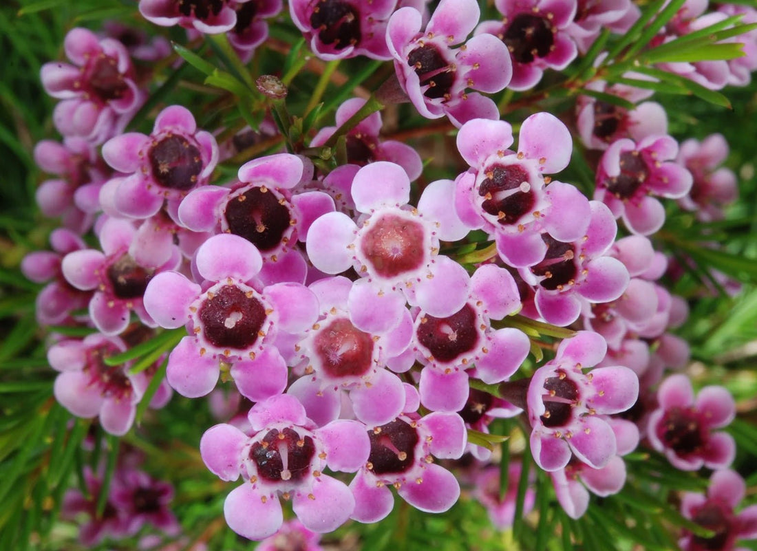 Geraldton Wax Cha Cha (Chamelaucium) - Ladybird Nursery