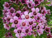 Geraldton Wax Cha Cha (Chamelaucium) - Ladybird Nursery