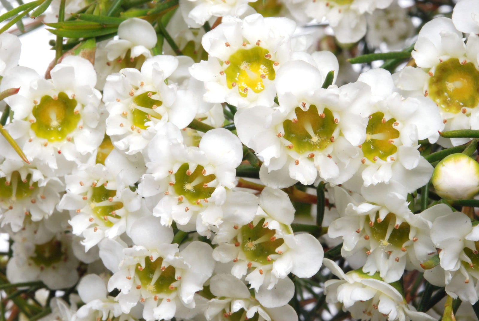 Geraldton Wax Chantily Lace (Chamelaucium) - Ladybird Nursery