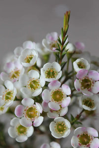 Geraldton Wax Ice Queen (Chamelaucium)
