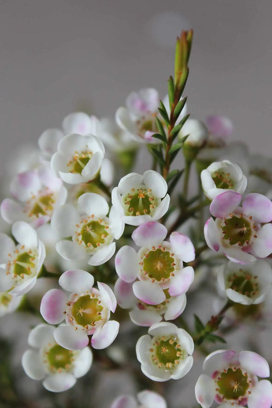 Geraldton Wax Ice Queen (Chamelaucium)