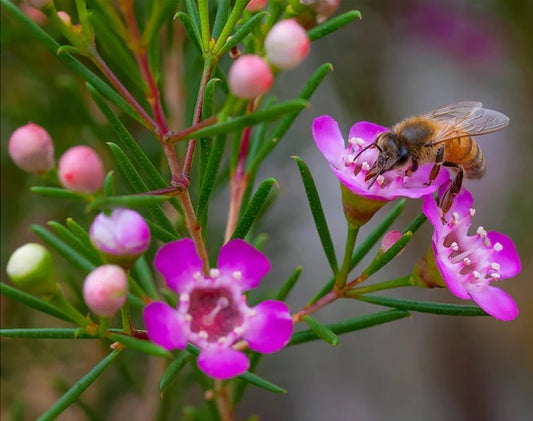 Geraldton Wax Kalbarri (Chamelaucium)
