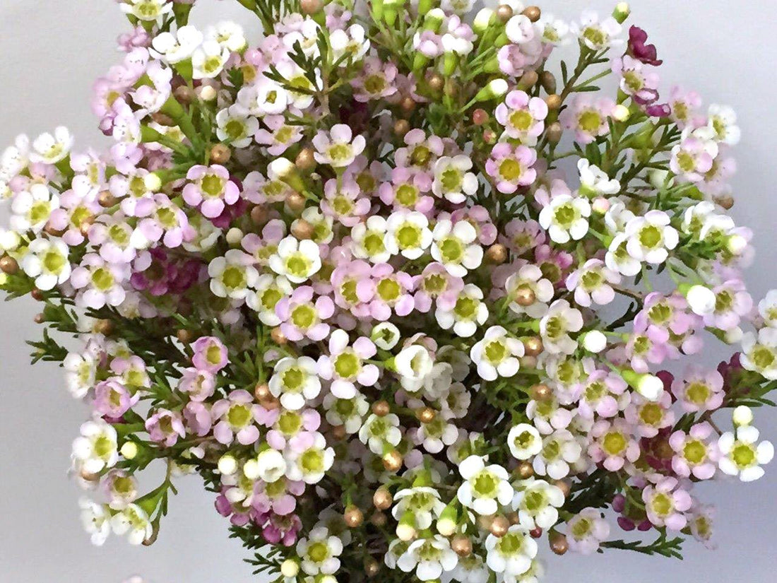 Geraldton Wax Marshmallow Delight (Chamelaucium) - Ladybird Nursery