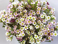 Geraldton Wax Marshmallow Delight (Chamelaucium)