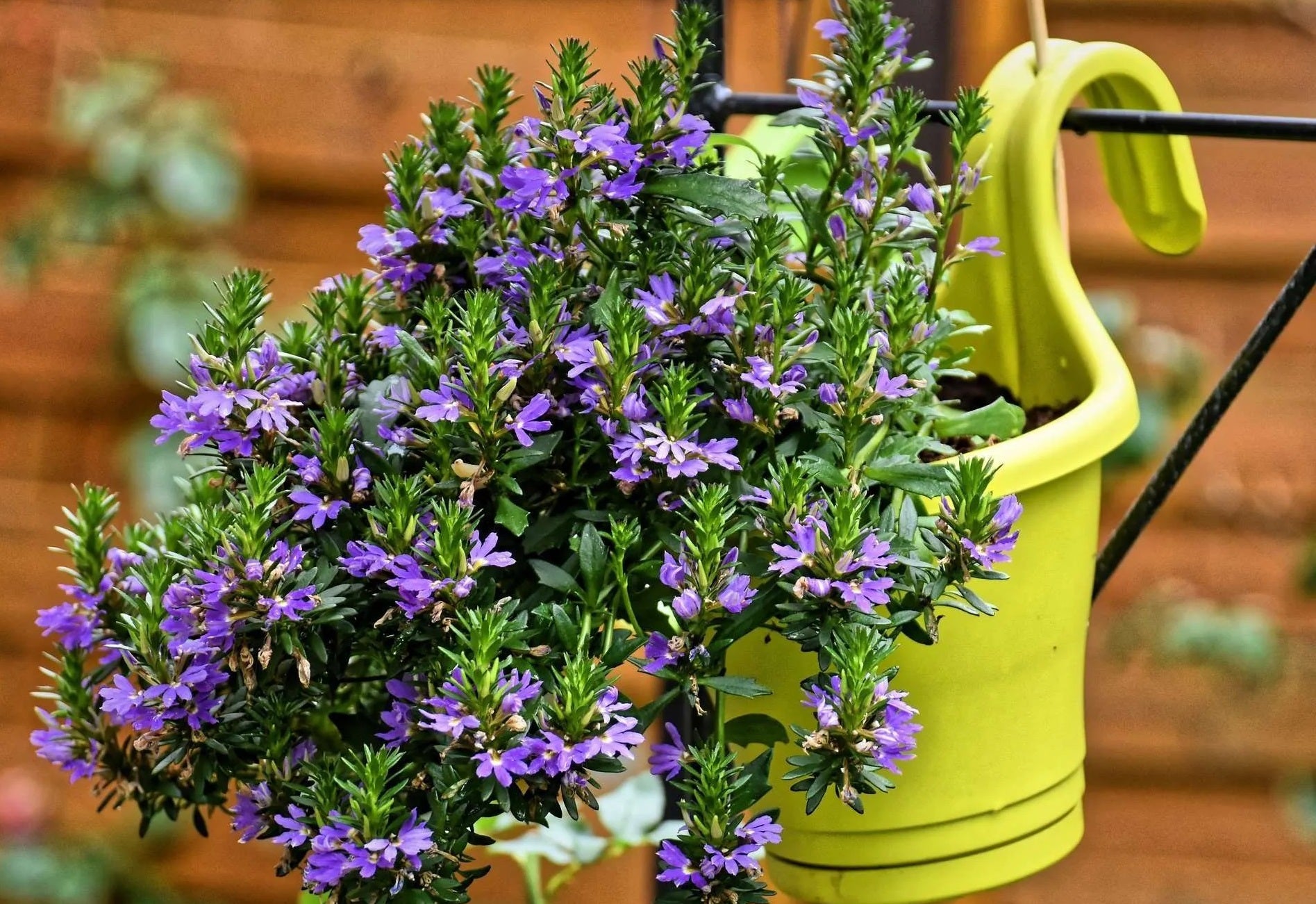 Fan Flower Top Pot (Scaevola aemula) - Ladybird Nursery