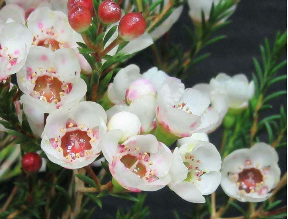 Geraldton Wax Moonlight Delight (Chamelaucium)
