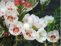 Geraldton Wax Moonlight Delight (Chamelaucium)