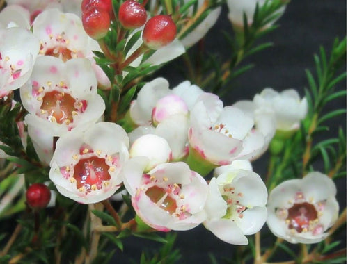 Geraldton Wax Moonlight Delight (Chamelaucium) - Ladybird Nursery