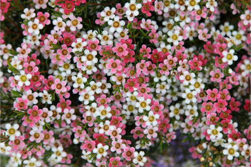 Geraldton Wax Sweet Sixteen (Chamelaucium) - Ladybird Nursery