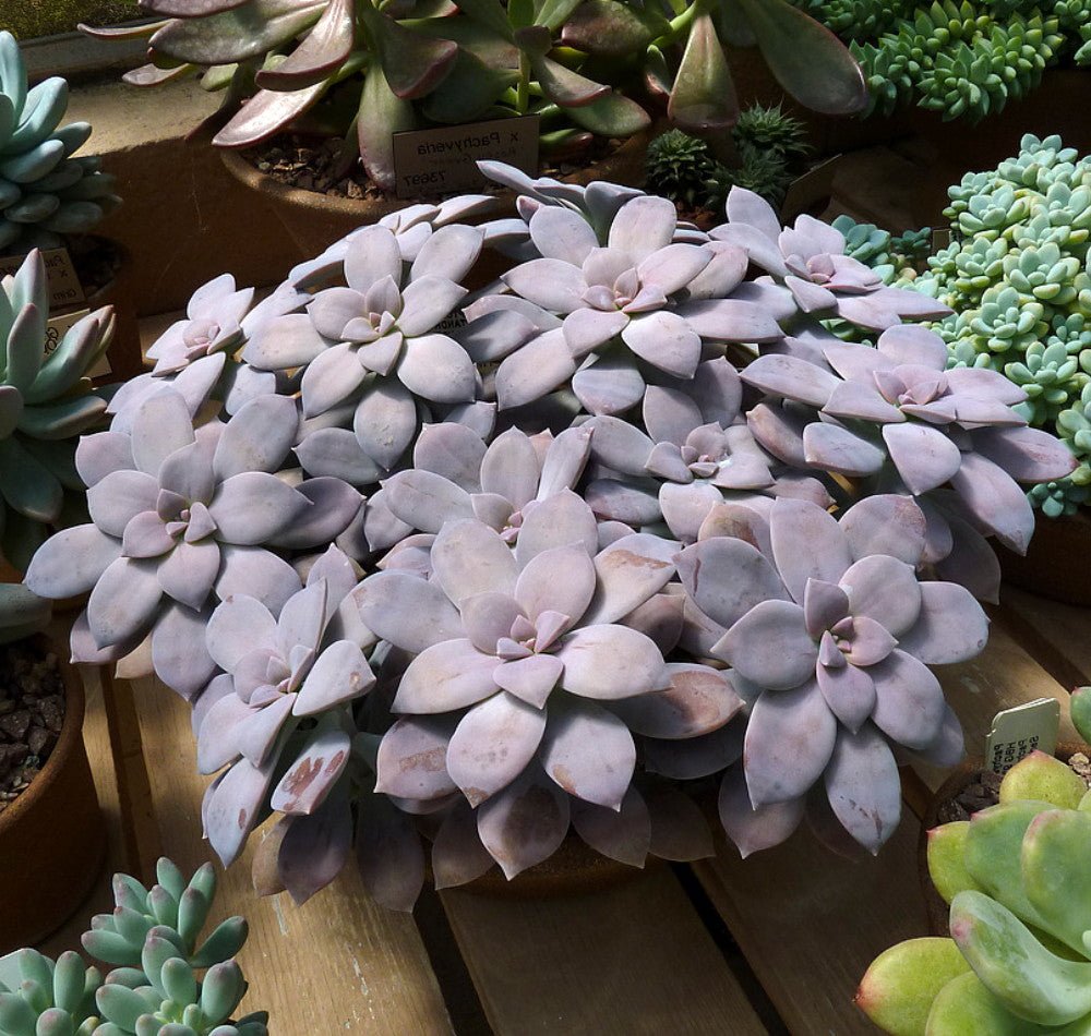 Ghost Plant (Graptopetalum pentandrum) - Ladybird Nursery