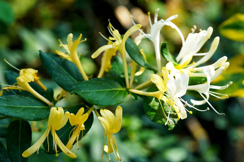 Giant Burmese Honeysuckle (Lonicera hildebrandiana)