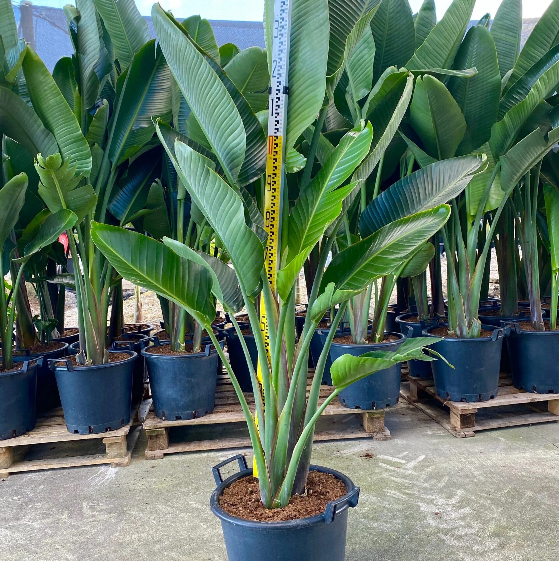 Bird of Paradise (Strelitzia nicolai) PICK UP ONLY