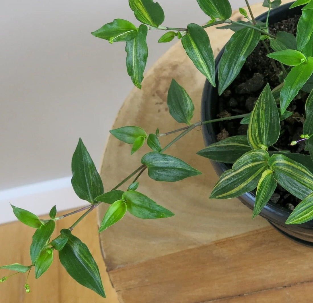 Gibasis geniculata Tahitian Bridal Veil hanging basket - Ladybird Nursery