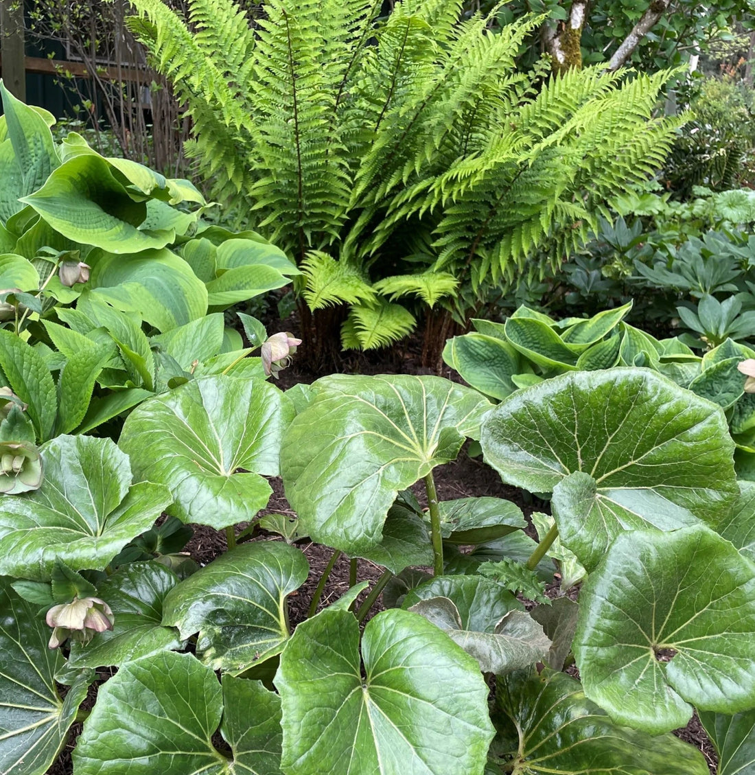 Gigantea Leopard Plant (Farfugium japonicum) - Ladybird Nursery