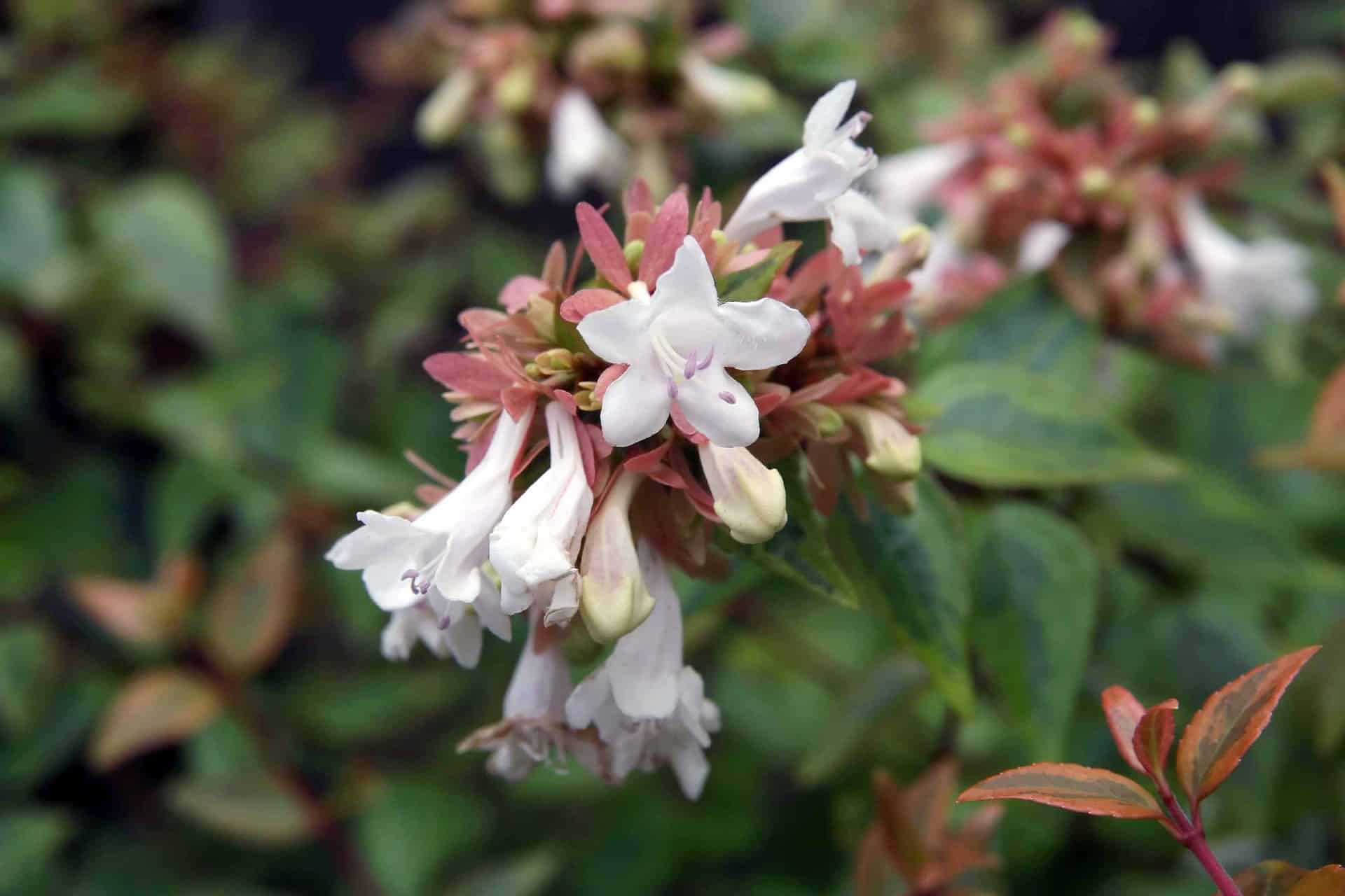 Glossy Abelia Kaleidoscope (Abelia grandiflora) - Ladybird Nursery