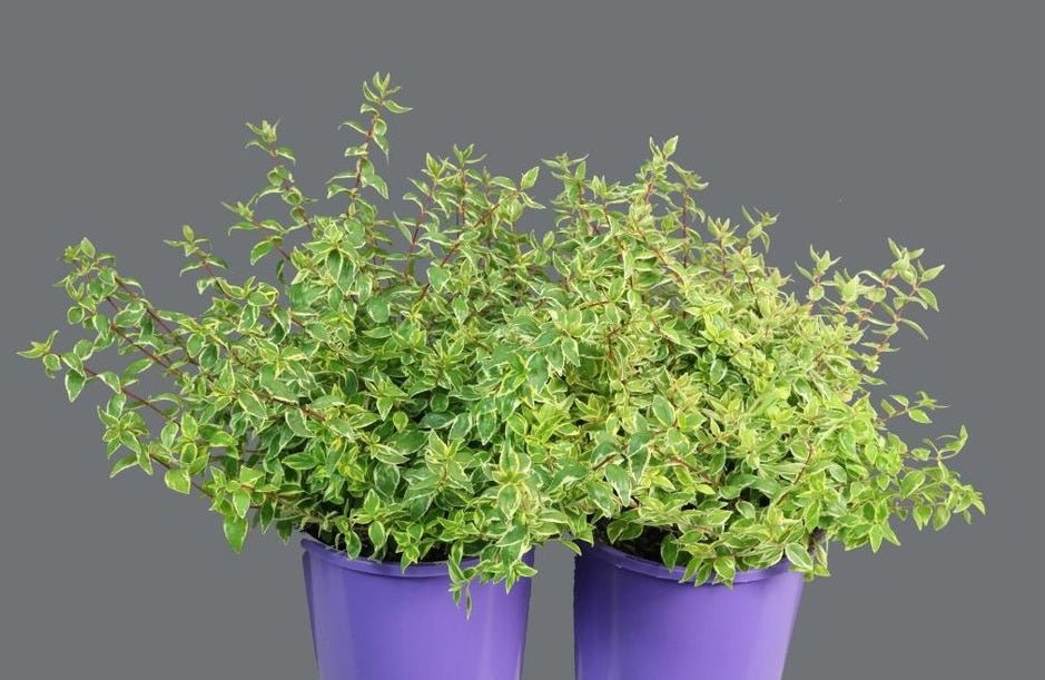 Glossy Abelia Splice (Abelia Lime) - Ladybird Nursery