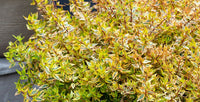 Glossy Abelia Suntastic Peach (Abelia grandiflora)