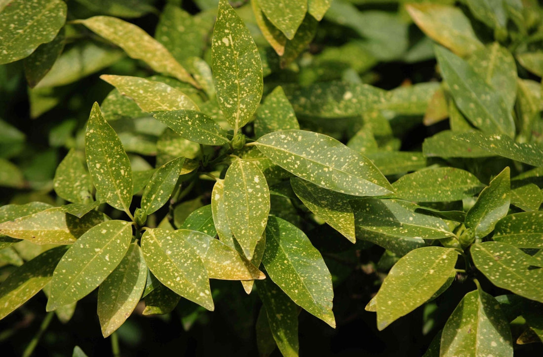 Gold Dust Japanese Laurel (Aucuba japonica) - Ladybird Nursery