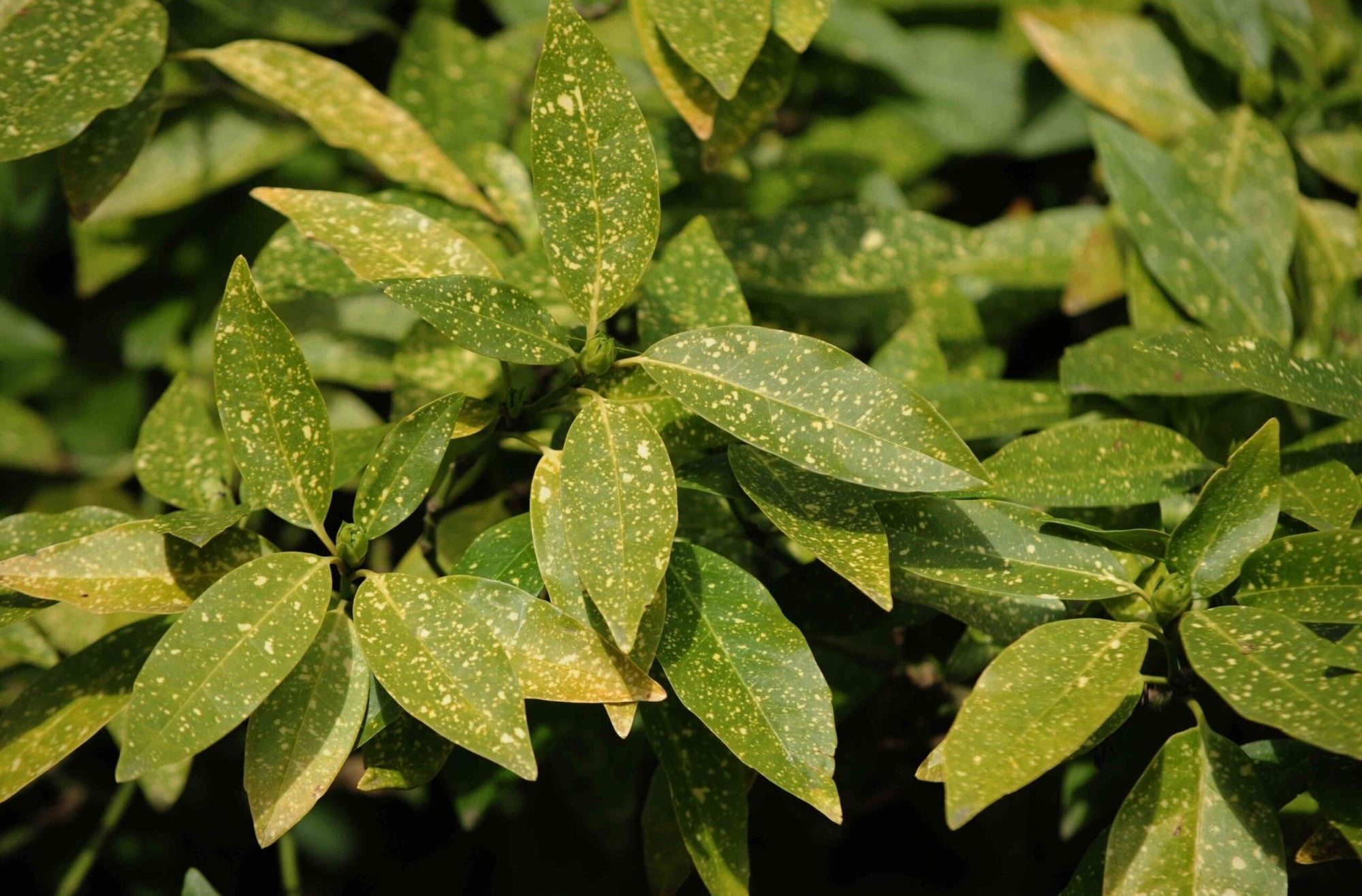 Gold Dust Japanese Laurel (Aucuba japonica) - Ladybird Nursery