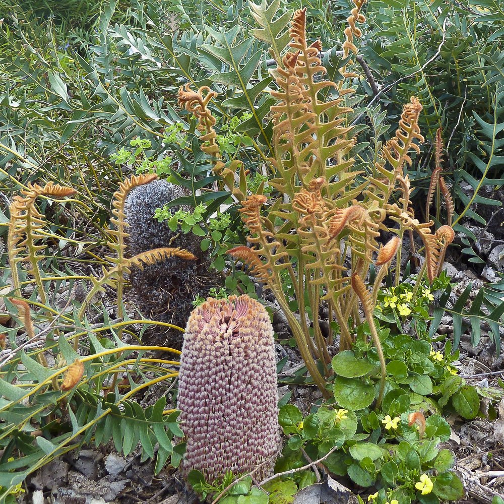 Fern - leaved Banksia (Banksia blechnifolia) - Ladybird Nursery