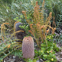 Fern-leaved Banksia (Banksia blechnifolia)