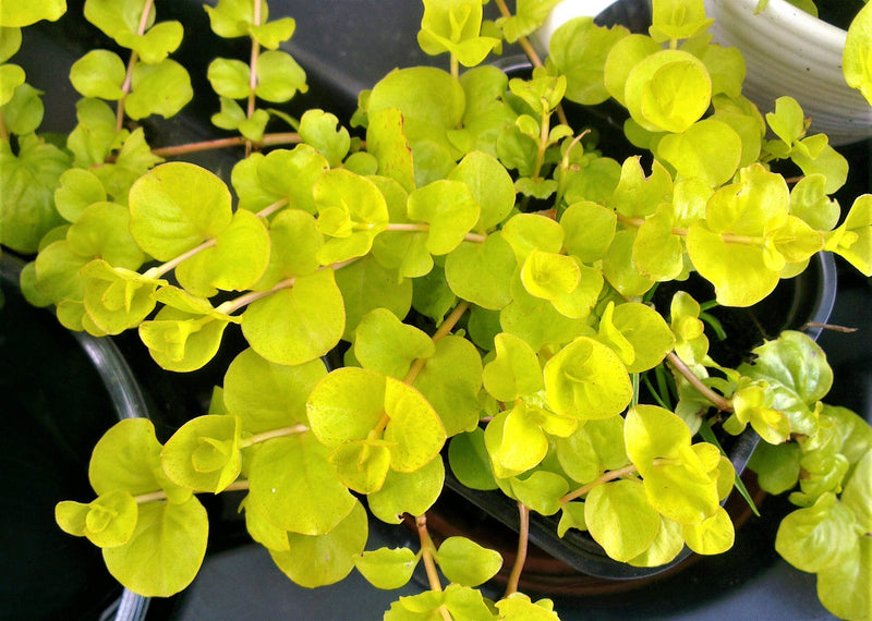 Golden Creeping Jenny Gold Clusters (Lysimachia nummularia)
