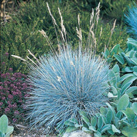 Festuca Beyond Blue (Festuca glauca)