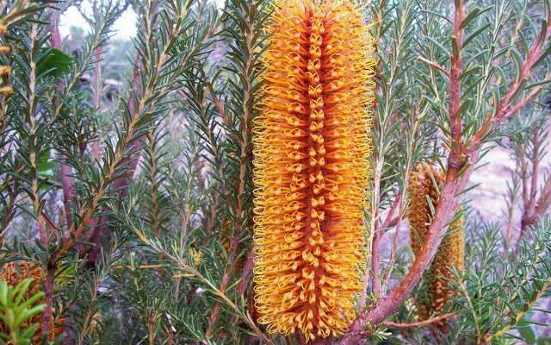 Golden Girl Banksia (Banksia ericifolia) - Ladybird Nursery