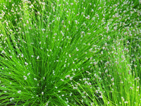 Fiber Optic Grass (Scirpus cernuus)