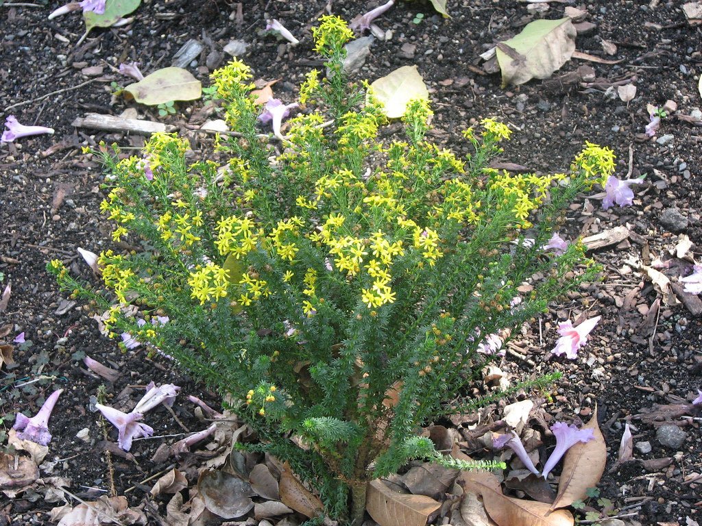 Golden Glow Bush (Euryops virgineus) - Ladybird Nursery