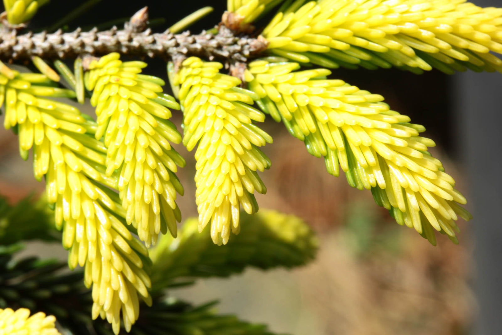 Golden Oriental Spruce Aurea (Picea orientalis) - Ladybird Nursery
