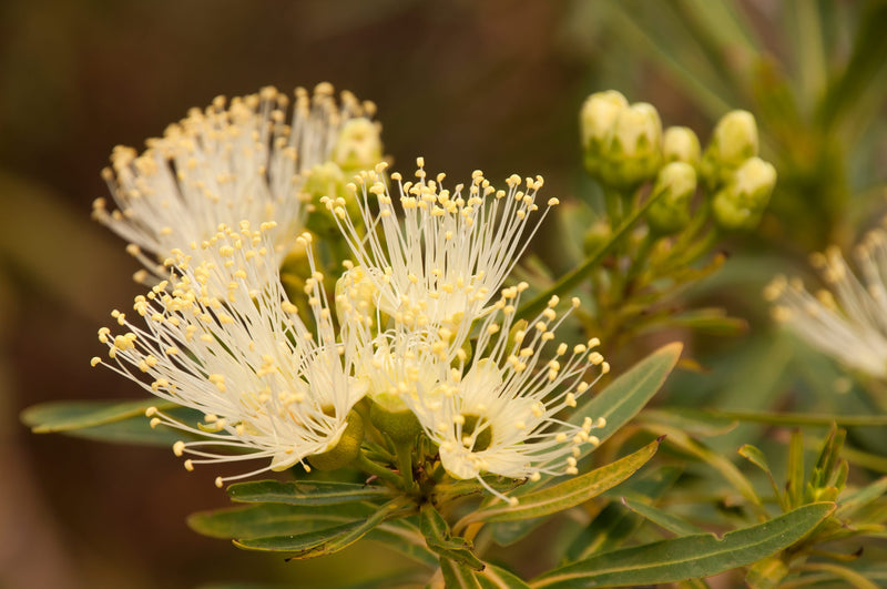 Golden Penda Cream Dancer (Xanthostemon verticillatus)