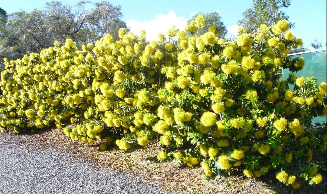 Golden Penda Fairhill Gold (Xanthostemon chrysanthus)