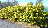 Golden Penda Fairhill Gold (Xanthostemon chrysanthus) - Ladybird Nursery