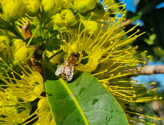 Golden Penda Little Goldie (Xanthostemon chrysanthus)