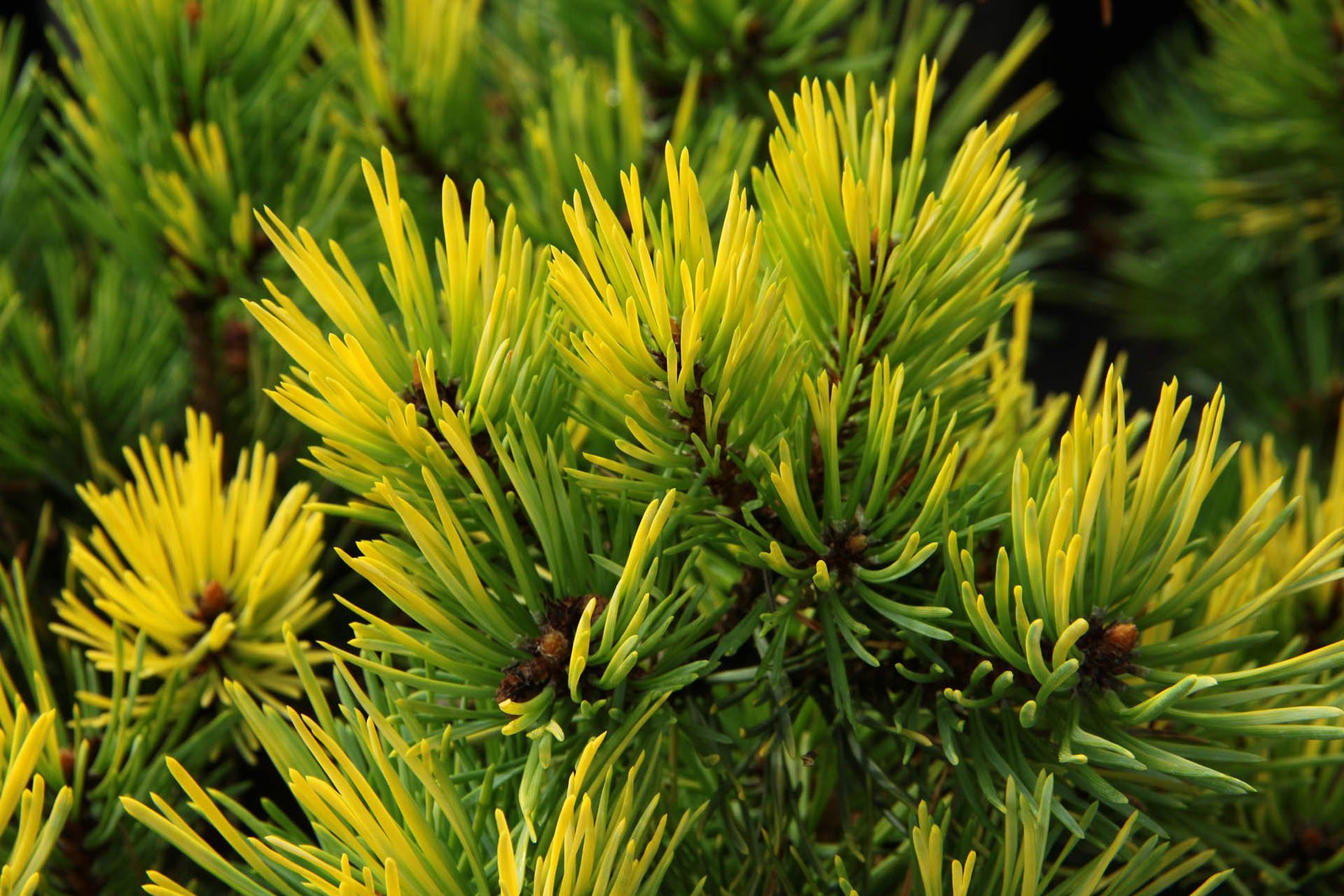 Golden Scots Pine aurea (Pinus sylvestris) - Ladybird Nursery