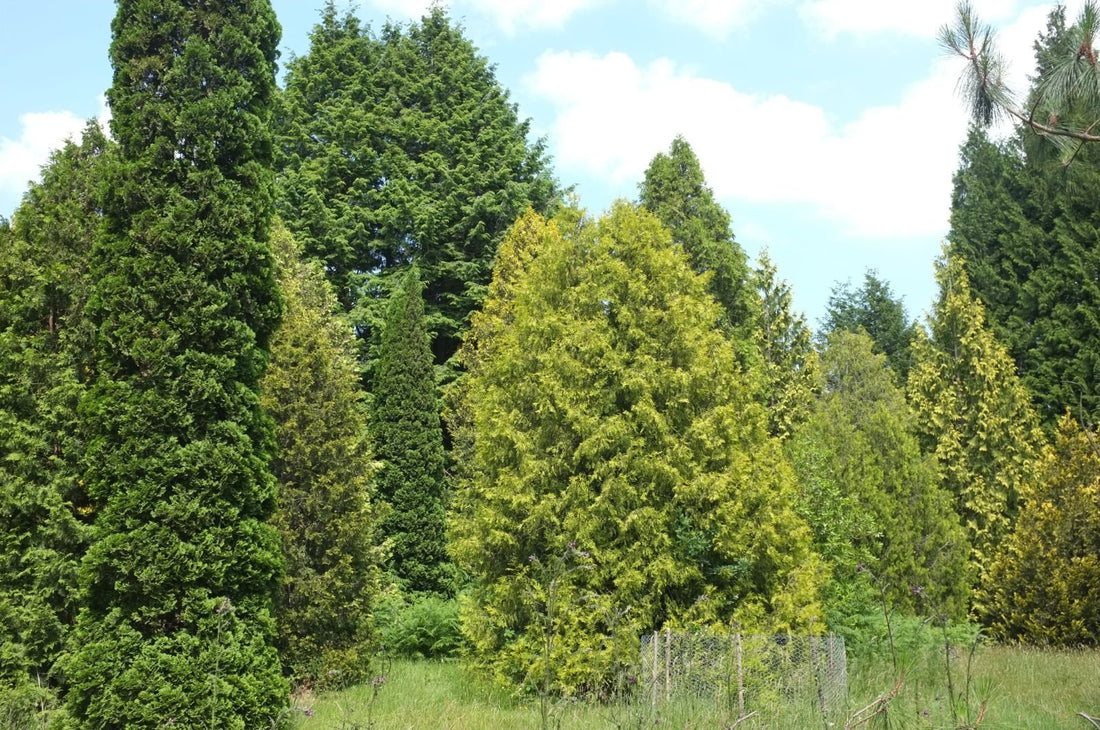 Golden Threadleaf Arborvitae (Thuja occidentalis ‘Filiformis Aurea’) - Ladybird Nursery