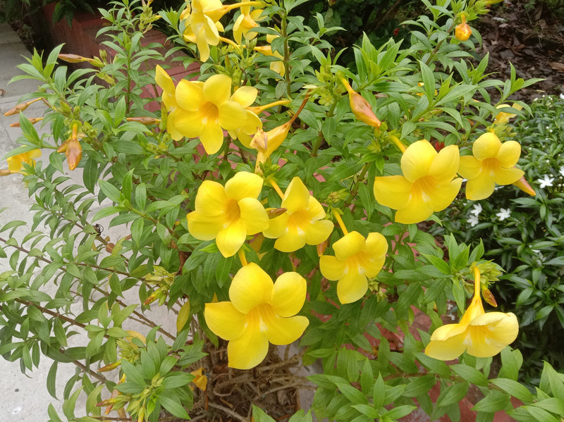 Golden Trumpet Cherry Ripe (Allamanda cathartica)