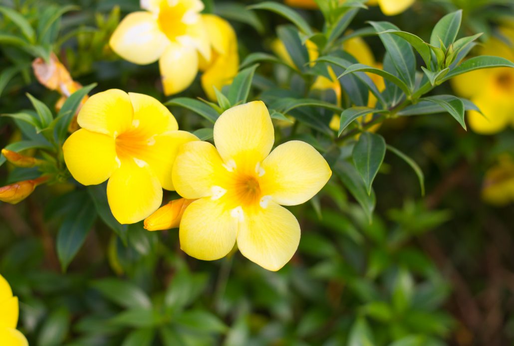 Golden Trumpet Peach Ladders (Allamanda spp.)
