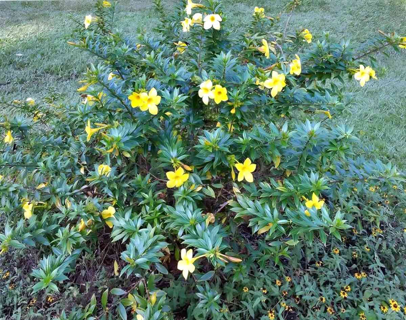 Golden Trumpet Sunnee (Allamanda Silver)