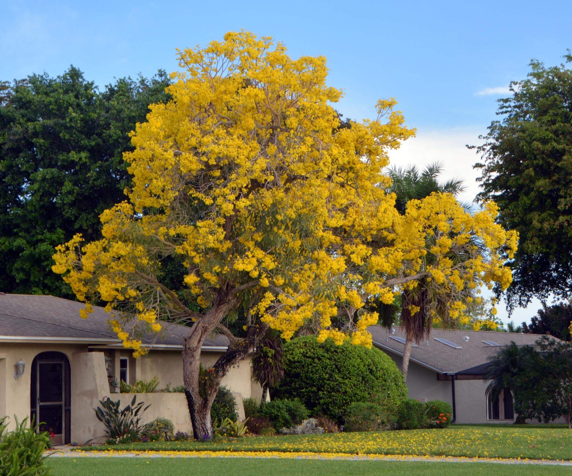Golden Trumpet Tree (Tabebuia chrysanthus)