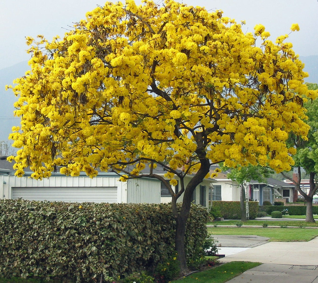 Golden Trumpet Tree (Tabebuia chrysotricha) - Ladybird Nursery