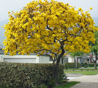Golden Trumpet Tree (Tabebuia chrysotricha)