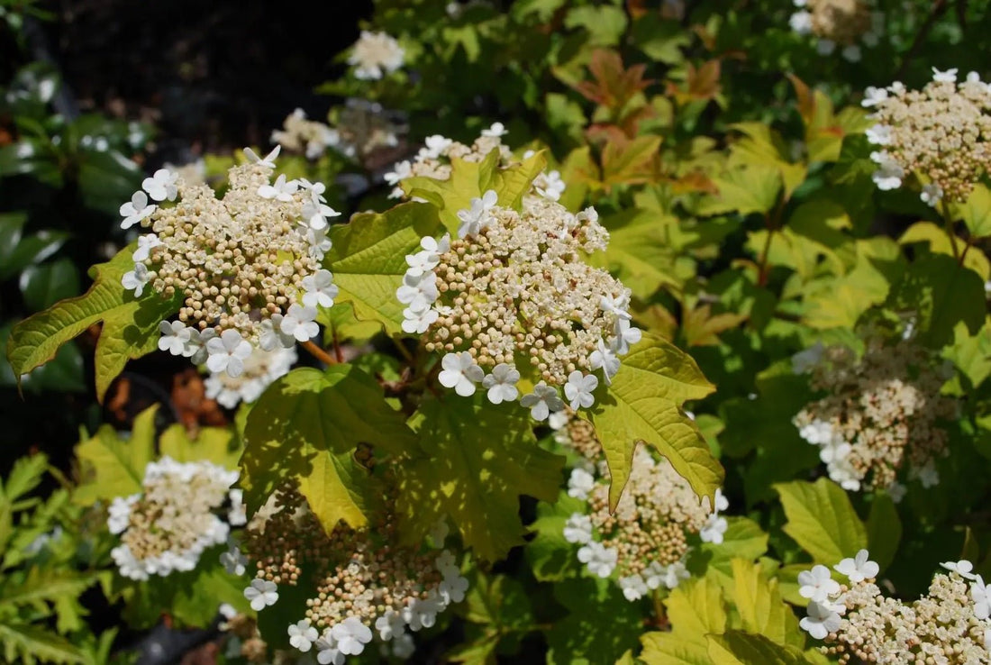 Golden Viburnum Aureum (Viburnum opulus) - Ladybird Nursery