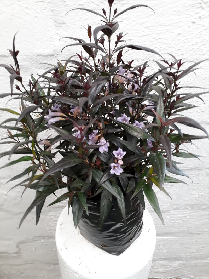 Goldfussia (Strobilanthes anisophyllus)